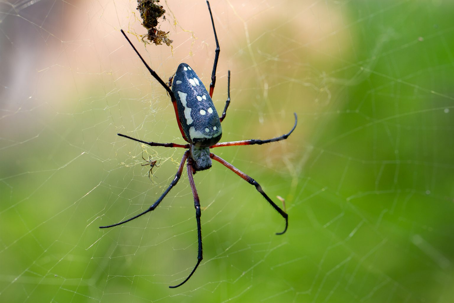 Killuli Insect Kilifi en Kivuli – Living East Africa